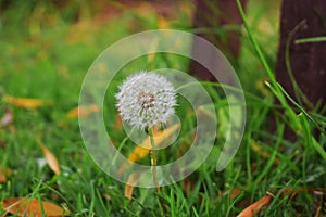 The dandelion blossom in my garden. And the flower fresh.