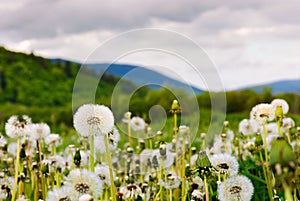 Dandelion blossom on a rural field