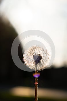 Dandelion blossom at sunset. Fluffy dandelion bulb gets swept away by morning wind blowing across sunlit countryside