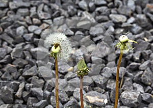 dandelion blossom whose first seeds were blown away