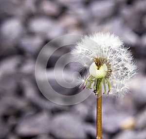 dandelion blossom whose first seeds were blown away