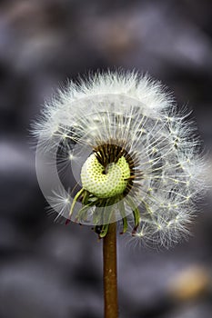 dandelion blossom whose first seeds were blown away