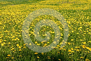 Dandelion blossom yellow spring field in nature.