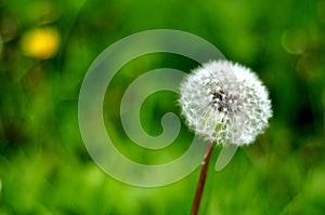 Dandelion blossoms