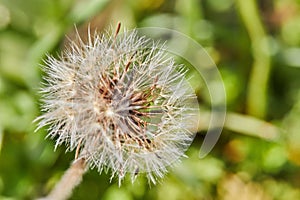 Dandelion blossoms on a background of green grass in spring. Selective focus