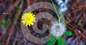 Dandelion blossoms in early sunshine