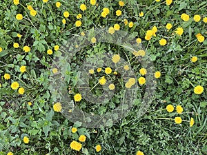 Dandelion blossoms on green grass. View from above. Spring