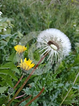 Dandelion blossoms and seed