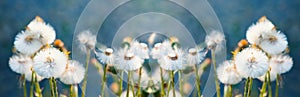 Dandelion blossoms in the spring and summer season, floral web banner, meadow with flowers, blue sky, countryside