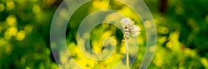 Dandelion blossoms in the spring and summer season, floral web banner, meadow with flowers.White dandelion head Flower