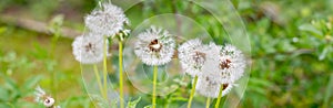 Dandelion blossoms in the spring and summer season, floral web banner, meadow with flowers.White dandelion head Flower