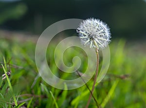 Dandelion blossoms in sunshine with silk threads glittering  natural backgrounds