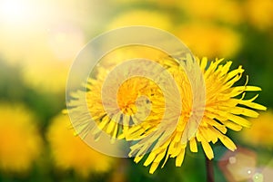 Dandelion blossoms in warm sunlight