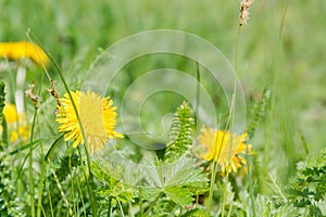 The dandelion blossoms. Wild flowers. Flowers.