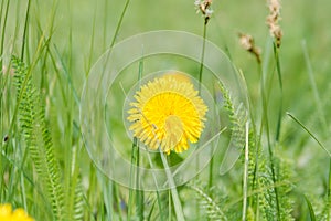 The dandelion blossoms. Wild flowers. Flowers.