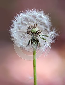 Dandelion Blowball