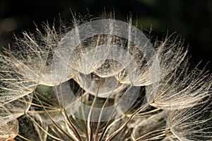 Dandelion blowball photo