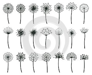 Dandelion blowball botanical fluff flower plants silhouettes. Hand drawn blooming dandelion blowball vector flat