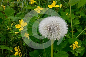 Dandelion blowball and celandine flowers photo