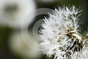 Dandelion Blowball photo