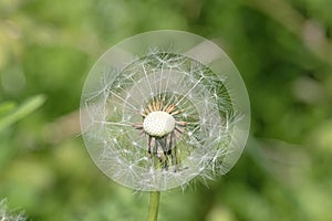 Dandelion blowball almost free of seedsblowball, seed, wind, day, meadow, sun, sunny, ray, light, sunlight, bright, green, white,