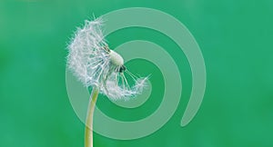 Dandelion blowball on green background, dandelion head with seeds Taraxacum officinale half bald