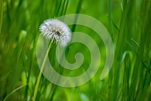 Dandelion blowball on green grass