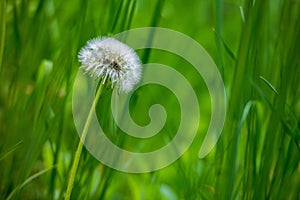 Dandelion blowball on green grass