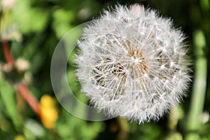 Dandelion blowball on green grass background macro view