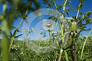 Dandelion blowball in green grass in spring against backdrop of summer meadow and blue sky. Close up