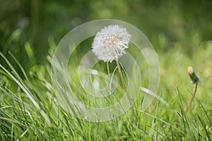 Dandelion blowball photo