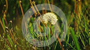 Dandelion blowball moving lonely in the grass field