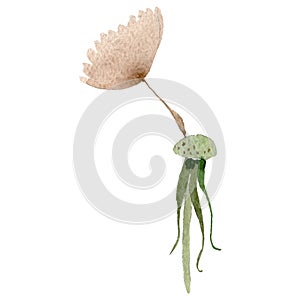 Dandelion blowball with seeds. Watercolor background illustration set. Isolated plant illustration element.