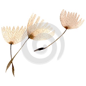 Dandelion blowball with seeds. Watercolor background illustration set. Isolated plant illustration element.