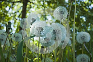 Dandelion blowballs in green grass in spring summer meadow. Close up