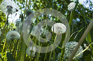 Dandelion blowballs in green grass in spring summer meadow. Close up