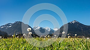 Dandelion blowballs in idyllic mountain scenery and clear blue sky.