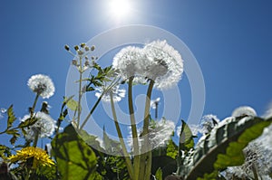 Dandelion blowballs in spring on backdrop of blue sky against sun. Close up