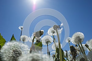 Dandelion blowballs in spring on backdrop of blue sky against sun. Close up