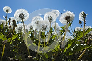 Dandelion blowballs in spring on background of blue sky. Close up