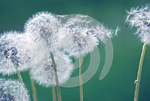 Dandelion blowballs Taraxacum dissectum on green summer meadow,  beauty in nature soft focus background