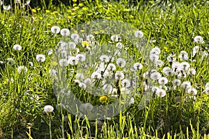 dandelion blowballs and yellow flowers growing in tall grass