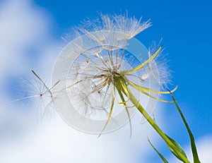 A Dandelion blowing