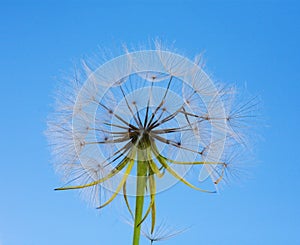 A Dandelion blowing