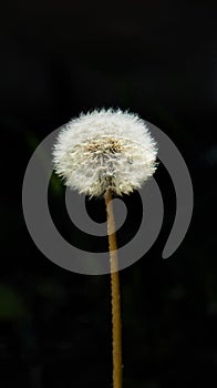 Dandelion blowing on black. Spring flower