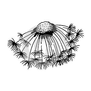 Dandelion blowing hand drawn vector illustration