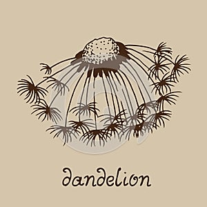 Dandelion blowing hand drawn vector illustration