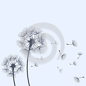 Dandelion blowing and scatter flying seeds, blowball flower silhouette