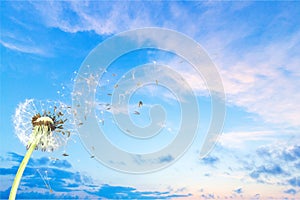 Dandelion with blowing seeds on blue background