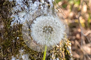 Dandelion blowing seeds forest woods